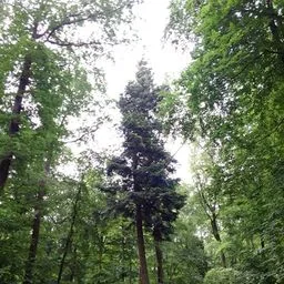 silver fir