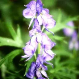 Blauer Eisenhut