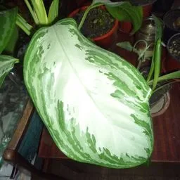 Chinese evergreen
