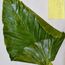 Alocasia