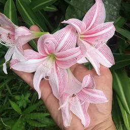 Amaryllis