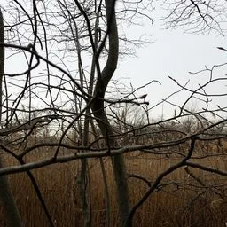 Amelanchier