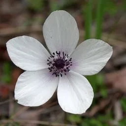 Anémona