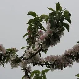 Măr