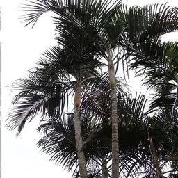 Areca palm