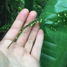 Common Asparagus Fern