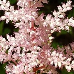 Astilbes