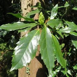 Aucuba