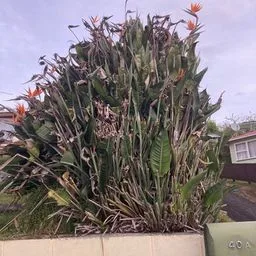 Paradiesvogelblume