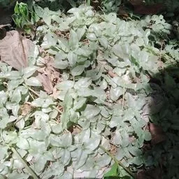 Creeping Inch Plant