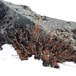 Calluna vulgaris