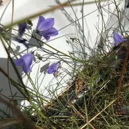Campanula