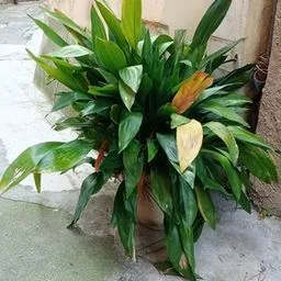 Zimmer-Aspidistra