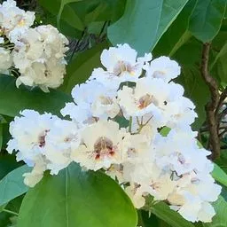 southern catalpa