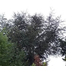 Atlaszeder