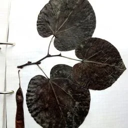 Albero di Giuda