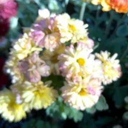 Chrysantheme