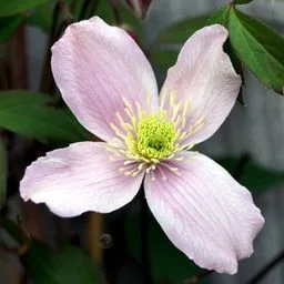 Clematis and leatherflowers