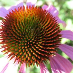 Echinacea