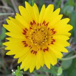 Tickseeds