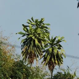Dracena-fragrans