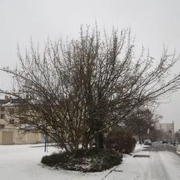 Cornizo