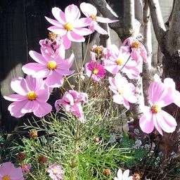 Cosmos