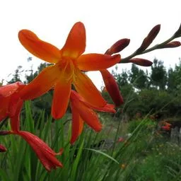 Montbretias