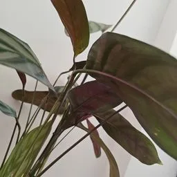 Ctenanthe burle-marxii