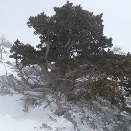 Mediterranean cypress