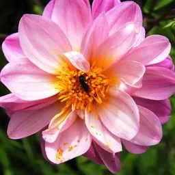 Dahlia pinnata