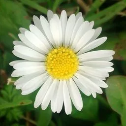 Bănuțel