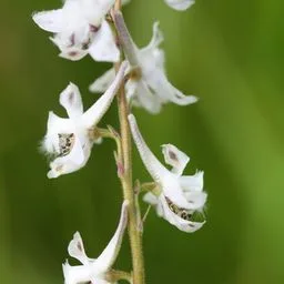 larkspurs