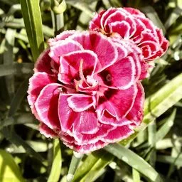Dianthus caryophyllus
