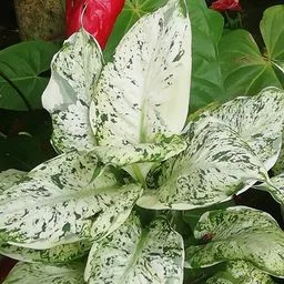 Dieffenbachia