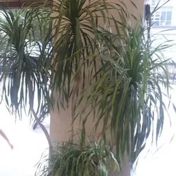 Dracena-marginata