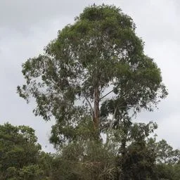 Tasmanian blue gum