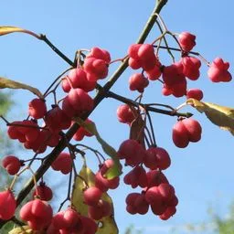 Spindle