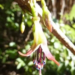 Fuchsien