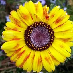 Blanketflowers