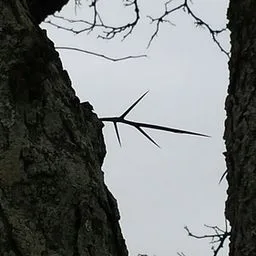 honey locust