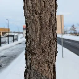 Kentucky coffeetree
