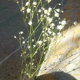 Gipsofilia