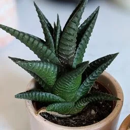 Haworthia