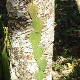 Heartleaf philodendron