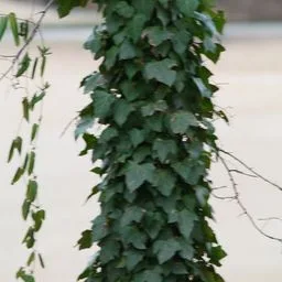Common ivy