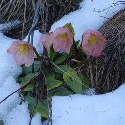 Christrose