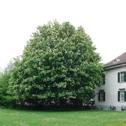 Ippocastano