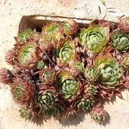 Houseleek