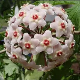 Wachsblume